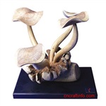 奥氏黄檀进口报关奥氏黄檀进口清关代理公司