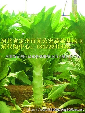 河北莴笋基地大量供应青皮莴笋