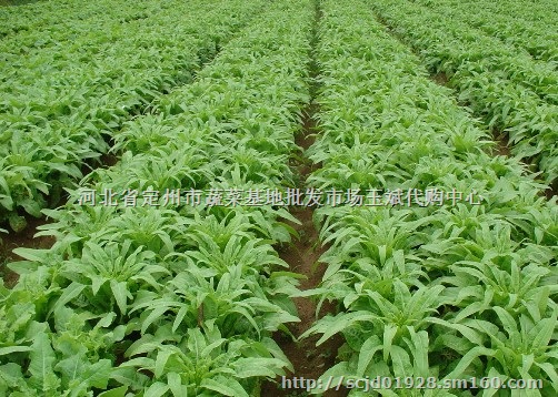 河北莴笋基地大量供应青皮莴笋