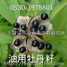 山东菏泽地产油用牡丹种苗