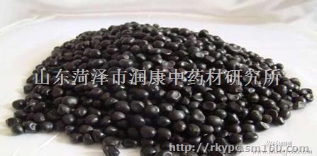 山东菏泽地产油用牡丹种苗