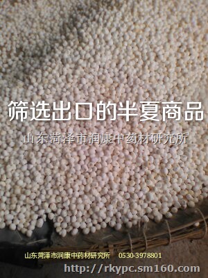 山东野生半夏种子