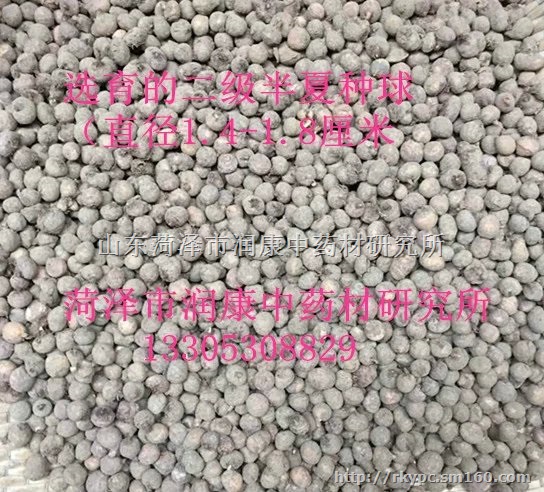 山东野生半夏种子