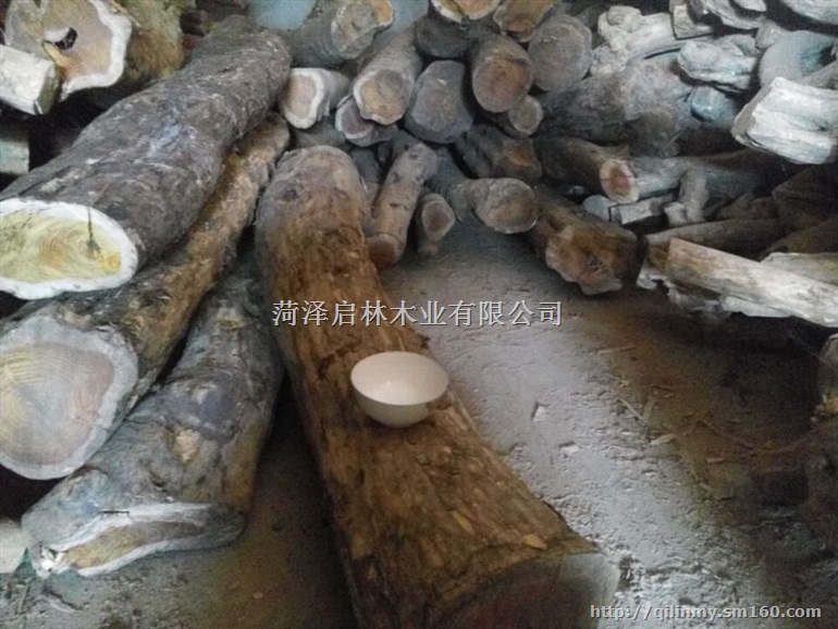 出售柘木原木