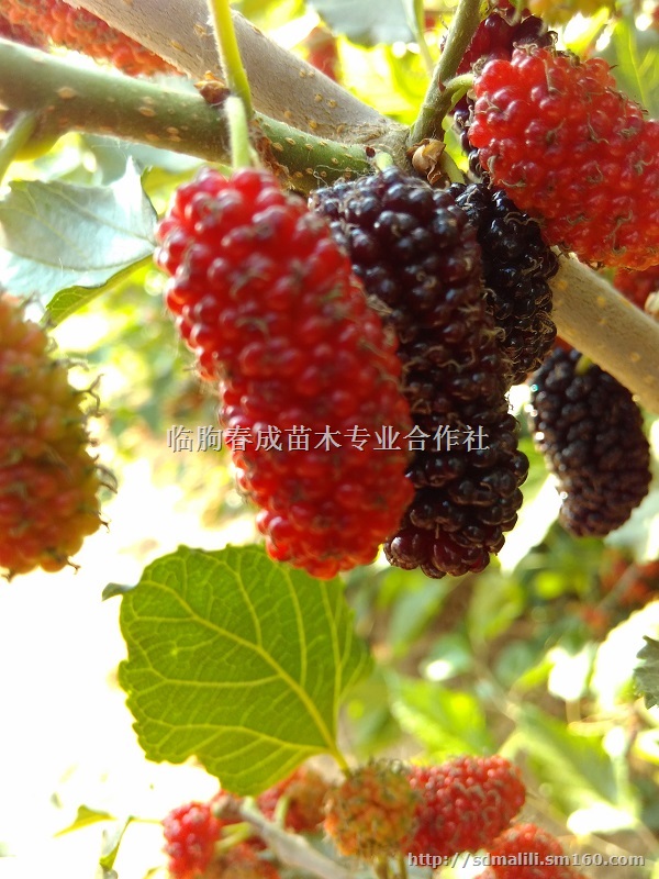 供应果桑苗品种