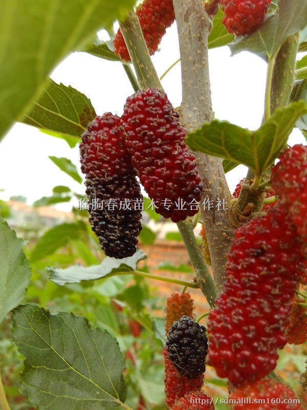 供应果桑苗品种