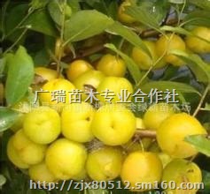 钙果苗,欧李苗,钙果苗欧李苗价格,山西钙果苗价格