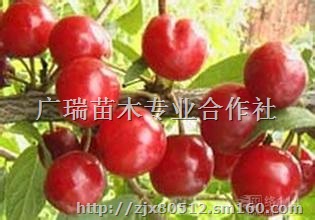 钙果苗，欧李苗，钙果苗欧李苗价格，山西钙果苗价格