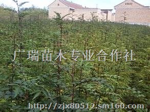1年花椒苗价格，花椒树苗价格，山西花椒苗价格