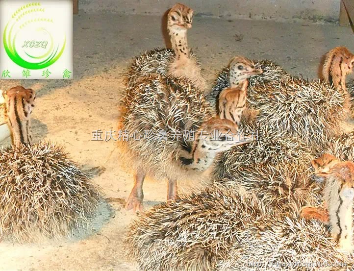 供应四川鸵鸟，四川鸵鸟苗，四川脱温鸵鸟苗