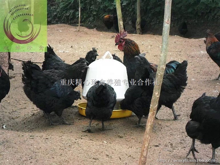 供应四川绿壳蛋鸡，四川绿壳蛋鸡苗，四川绿壳蛋鸡脱温