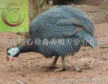 供应四川珍珠鸡，四川珍珠鸡苗，珍珠鸡苗价格