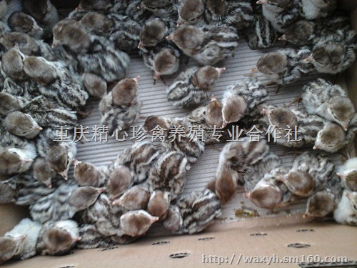 供应四川鹧鸪,四川鹧鸪养殖场,销售四川鹧鸪苗