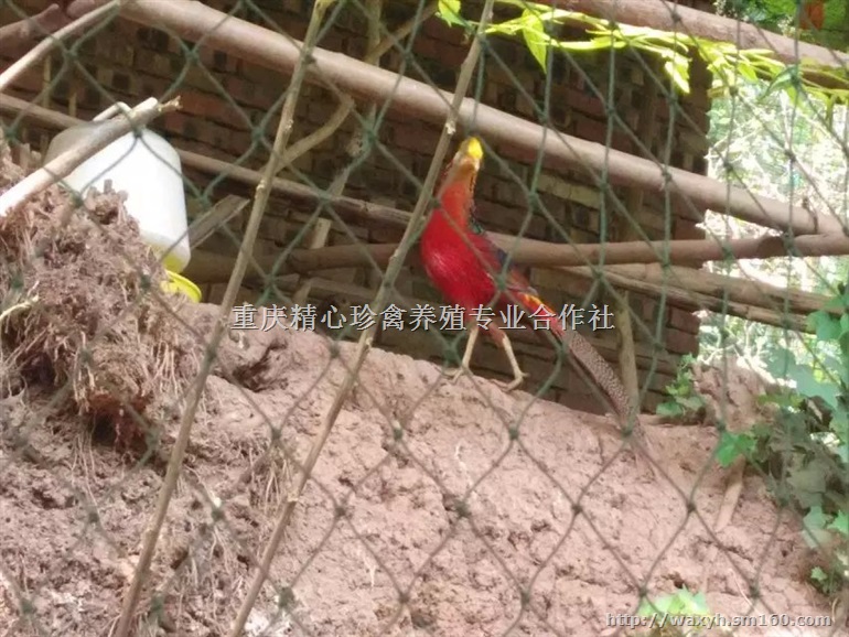 供应四川锦鸡,四川锦鸡苗,四川锦鸡脱温苗,锦鸡价格