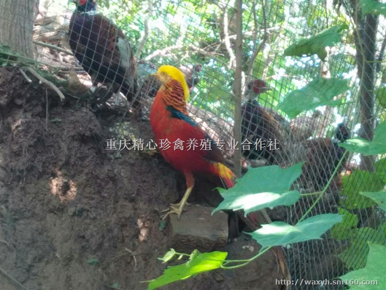 供应四川锦鸡，四川锦鸡苗，四川锦鸡脱温苗，锦鸡价格