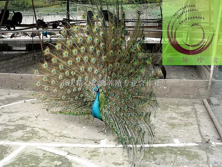 供应四川蓝孔雀,四川蓝孔雀苗,四川观赏孔雀,孔雀价