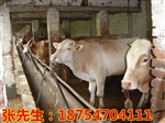 哪里有卖西门塔尔牛的 鲁西黄牛