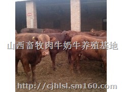 湖北肉牛养殖场