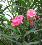 供应花心木苗 相思苗 夹竹桃苗 苦患子苗 洗手果苗