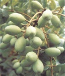 供应黄榄树苗 黑榄树苗 橄榄苗 乌榄苗 黑榄核