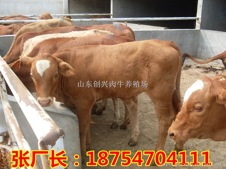 那里卖利木赞肉牛