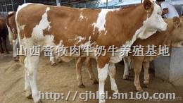 云南肉牛价格 云南肉牛价格