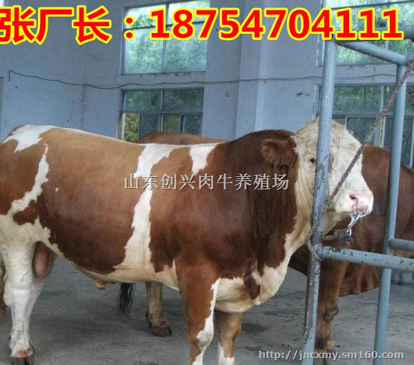 牛犊市场价 鲁西黄牛肉牛犊价格