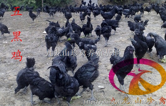 黎平绿壳蛋鸡苗-榕江-都匀均可发货-高产绿壳蛋鸡苗