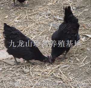 黎平绿壳蛋鸡苗-榕江-都匀均可发货-高产绿壳蛋鸡苗