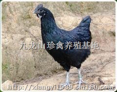 娄底绿壳蛋鸡苗-双峰-涟源-新化养殖蛋鸡效益好