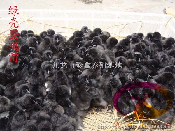 温州绿壳蛋鸡苗-杭州高产绿壳蛋鸡苗-*批发商