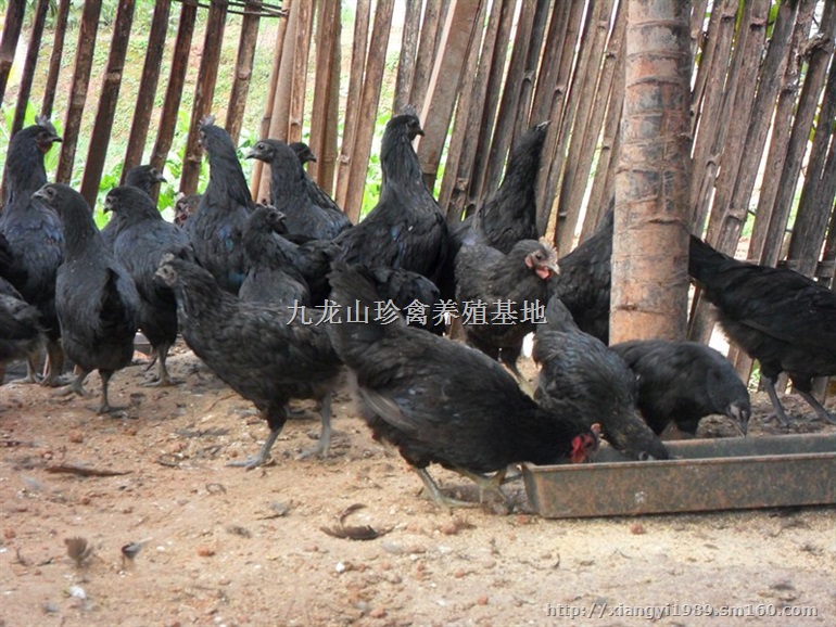 郑州绿壳蛋鸡苗-大量批发-河南五黑鸡苗多少钱一只