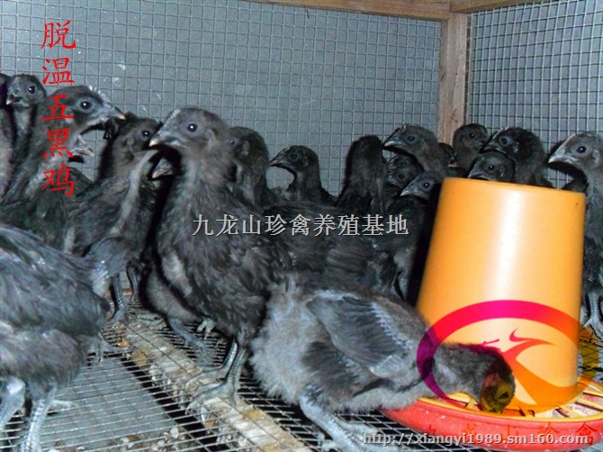 郑州绿壳蛋鸡苗-大量批发-河南五黑鸡苗多少钱一只