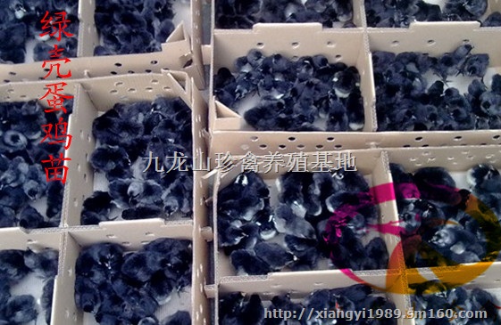 桂林绿壳蛋鸡苗-全州-南宁批发五黑一绿鸡苗