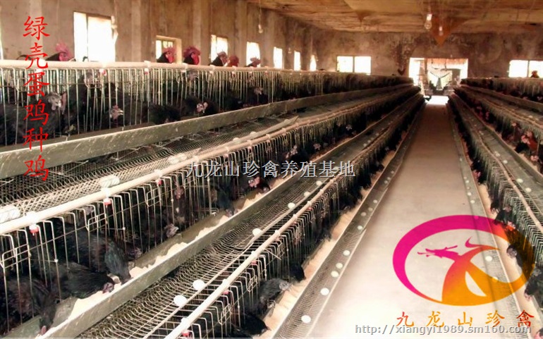 柳州绿壳蛋鸡苗-来宾-梧州全年为您提供