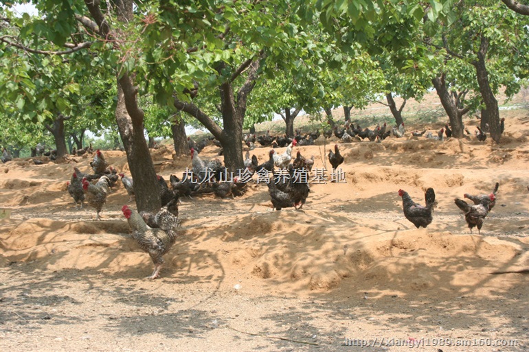 福建芦花鸡苗-漳州-龙岩-莆田州芦花鸡苗价格