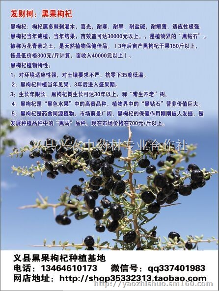 黑枸杞种子黑枸杞苗批发出售