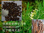 优质高效益--药材苦参种子大量出售