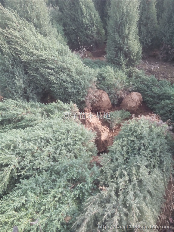 *1.2米1.5米1.8米2米2.5米蜀侩价格