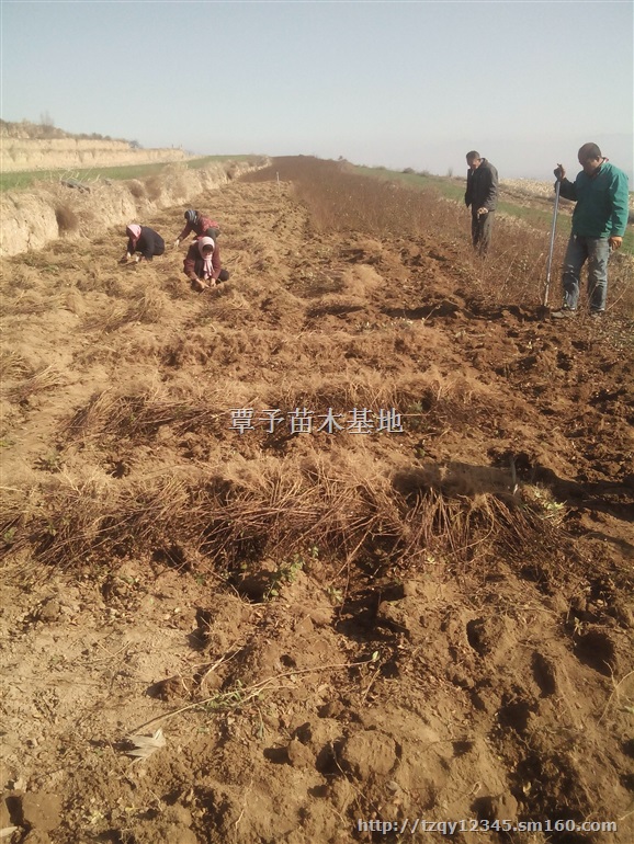 连翘连翘小苗云南连翘苗贵州连翘苗药用