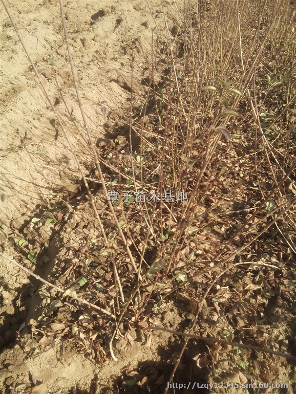 连翘连翘小苗云南连翘苗贵州连翘苗药用