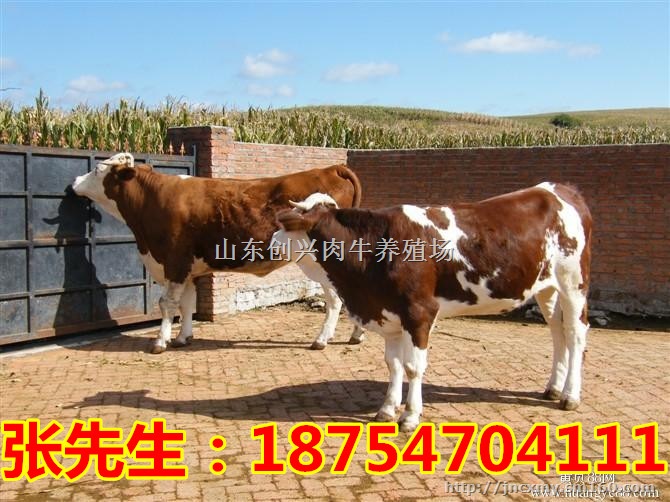 鲁西黄牛*价格 小肉牛的价格 小黄牛价格