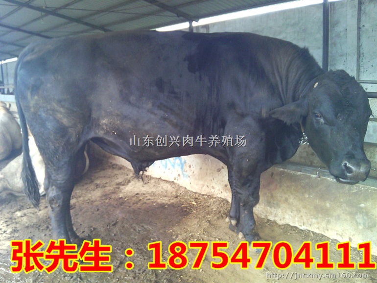 鲁西黄牛*价格 小肉牛的价格 小黄牛价格