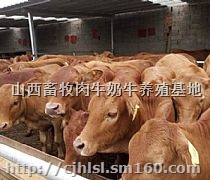山西肉牛养殖场，山西肉牛养殖场