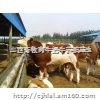 山西肉牛养殖场，山西肉牛养殖场