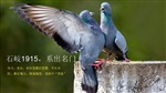肇庆鸽子蛋怎么吃小孟鸽原生态?初生蛋