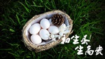 惠州哪里有卖鸽子蛋的小孟鸽当天出生当天发货,鸽