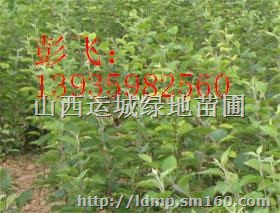 供应苹果苗 红富士苹果苗 山西苹果苗培育基地