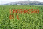 供应苹果苗 红富士苹果苗 山西苹果苗培育基地