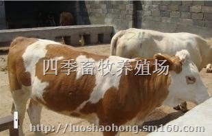 宁夏小牛犊价格